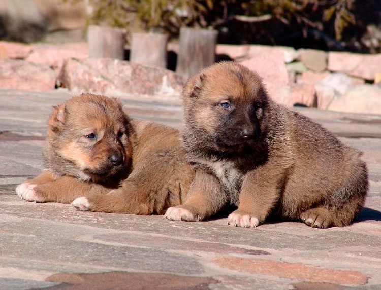 dos cachorros de Tobet