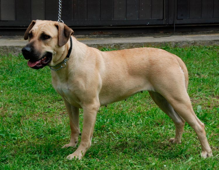 raza de perro cimarrón uruguayo