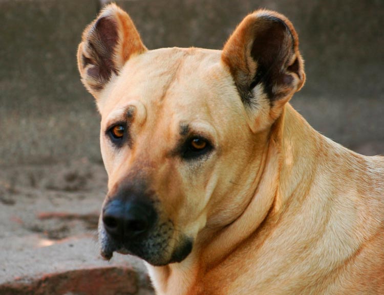 perro de la raza Cimarrón Uruguayo