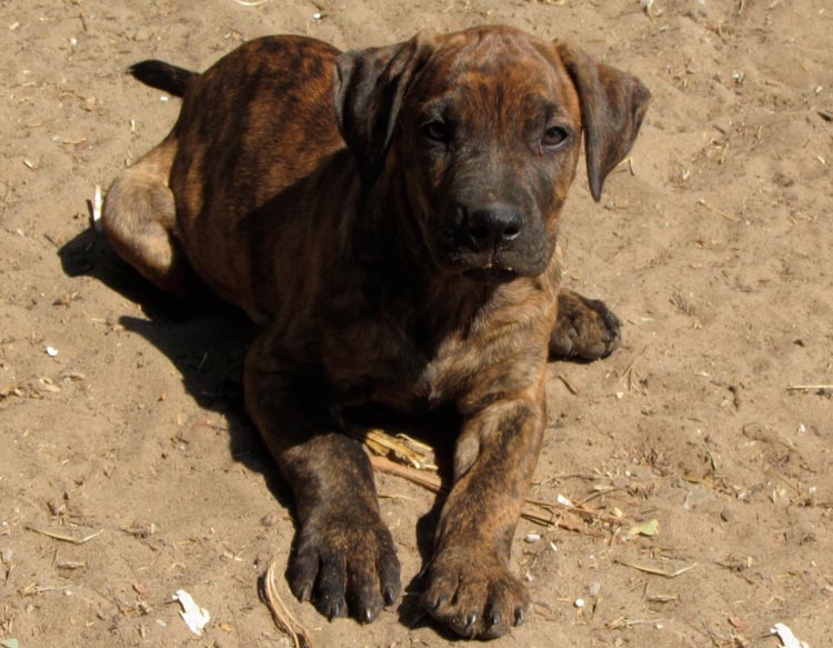 Cachorro de Cimarrón Uruguayo