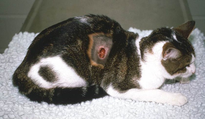 Absceso en un gato