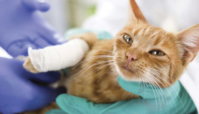 Gato en el veterinario