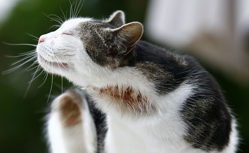 Herida en el gato