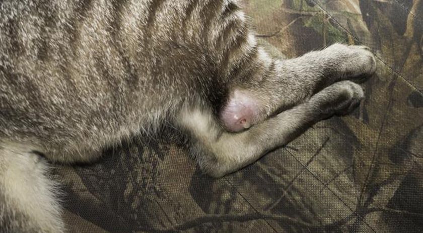 Absceso en la pata de un gato