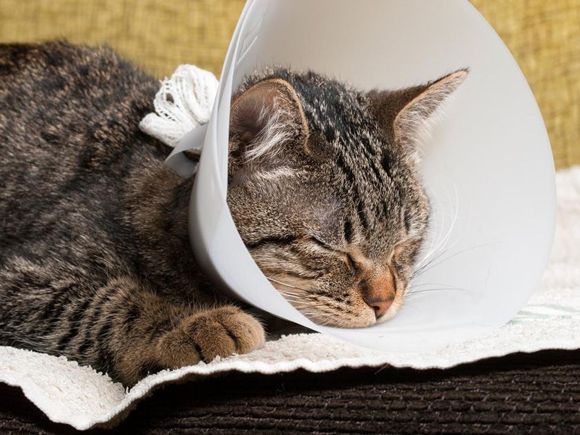 Gato después de la operación