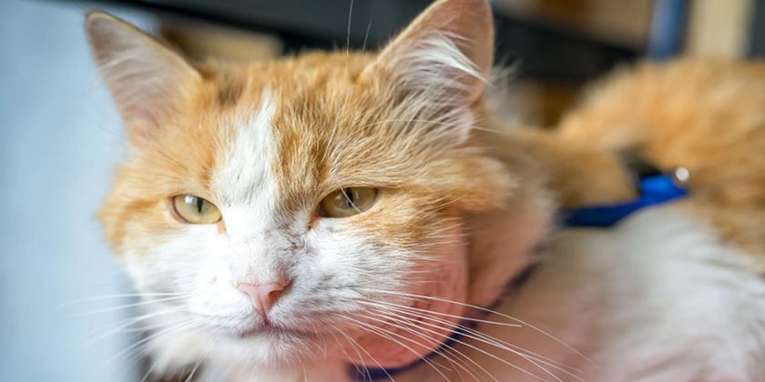 Absceso en gatos: síntomas, tratamiento