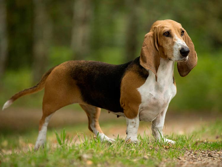 Estándar del Basset artesiano normando