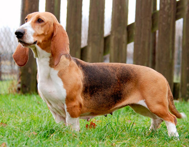 perro Basset Artesiano-Normando