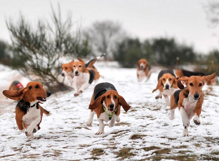 Bassets artesiano-normandos en la caza