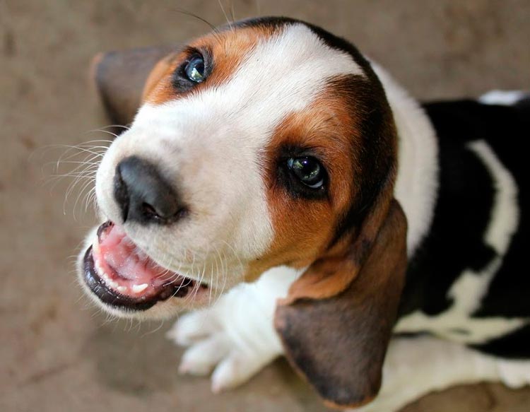 cachorro de raza Basset Artesiano-Normando