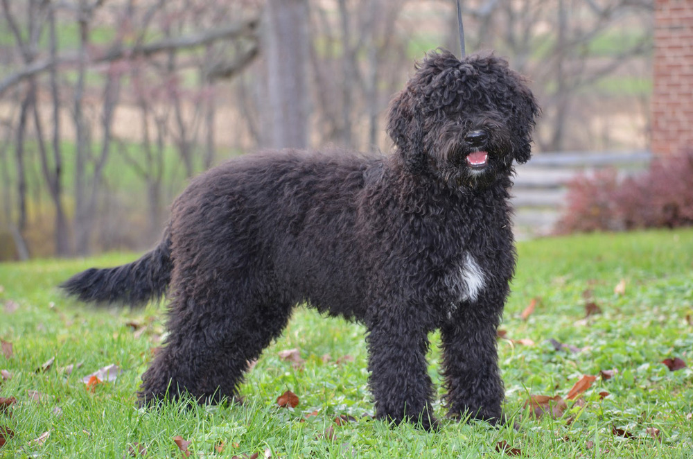 Barbet