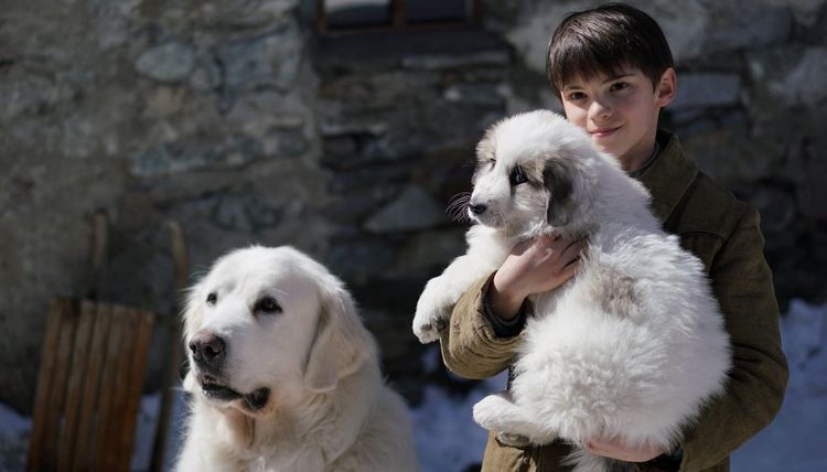 película sobre la perra Belle y Sebastián