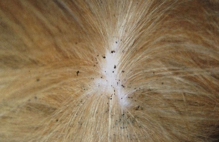 Foto der Flohbiss-Dermatitis bei einem Hund