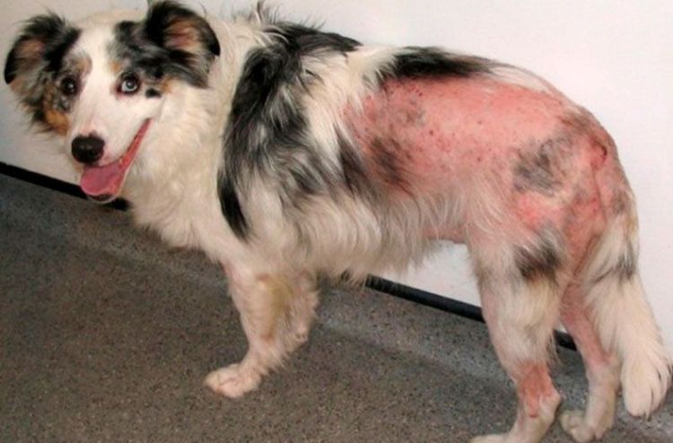 Der Hund leidet an Flohdermatitis