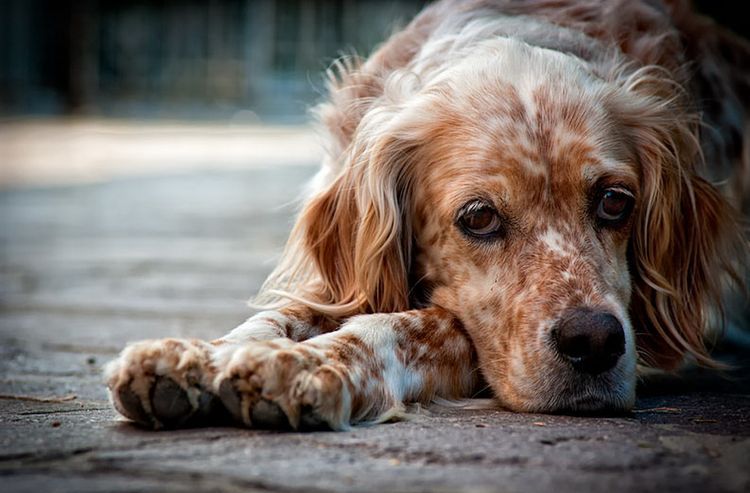 Der Hund liegt