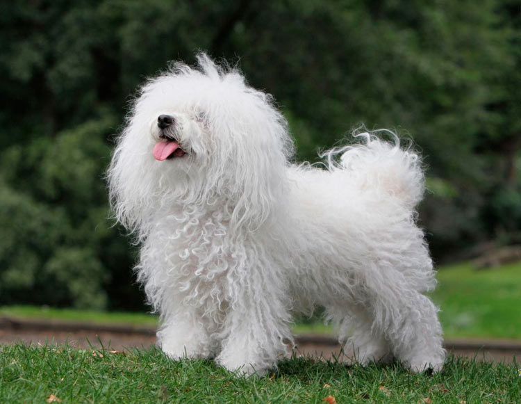 Perro de raza Bichón boloñés