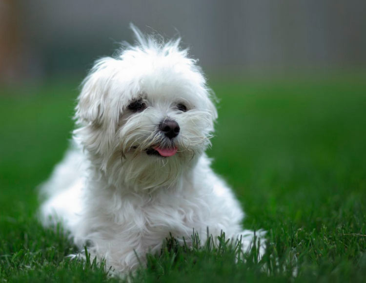 Cachorro de boloñés