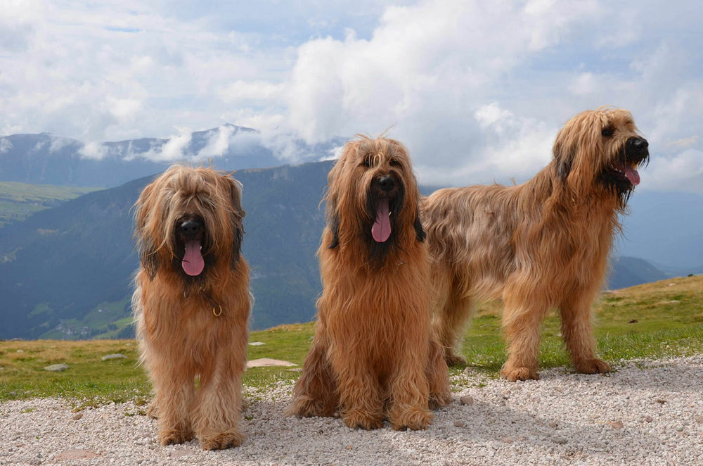 Perros de raza briard