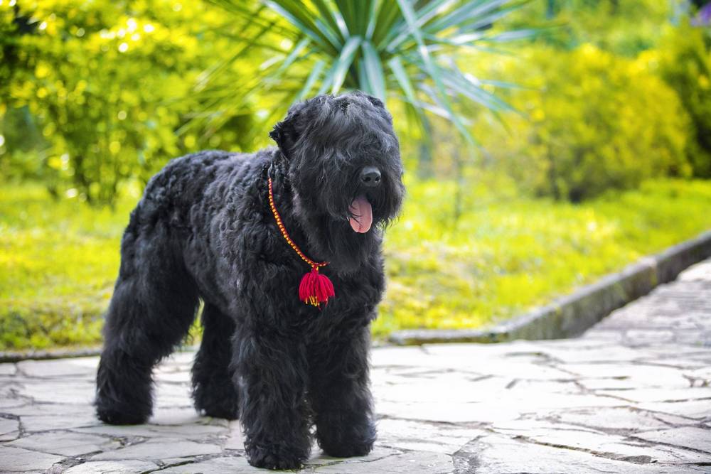 Black Russian Terrier