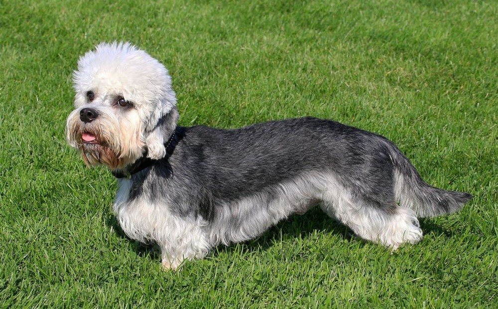 Dandie Dinmont Terrier en la hierba