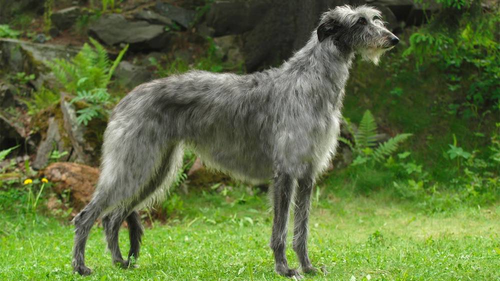 Deerhound