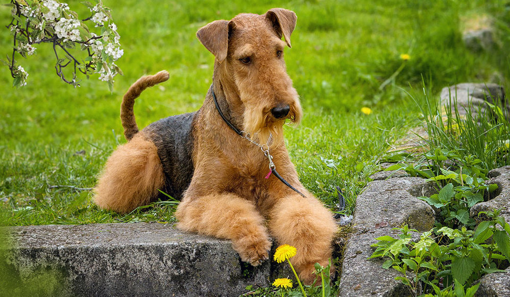 Airedale Terrier