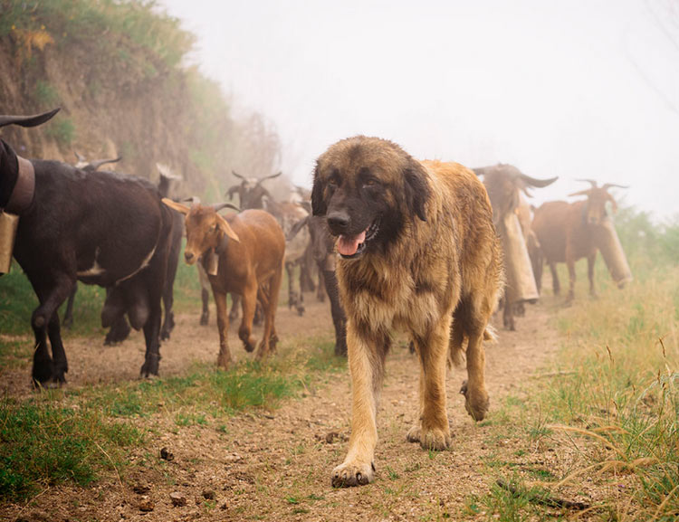 El pastor de la Estrela pastorea cabras