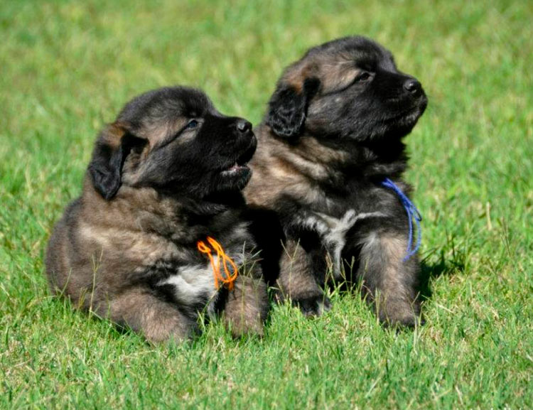 Cachorros de pastor de la Estrela