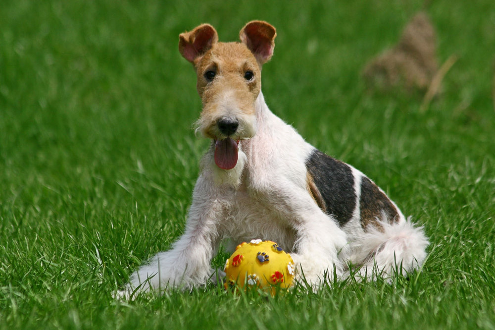 Fox terrier con una pelota en el césped