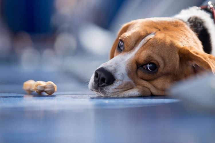 Clamidiosis en perros