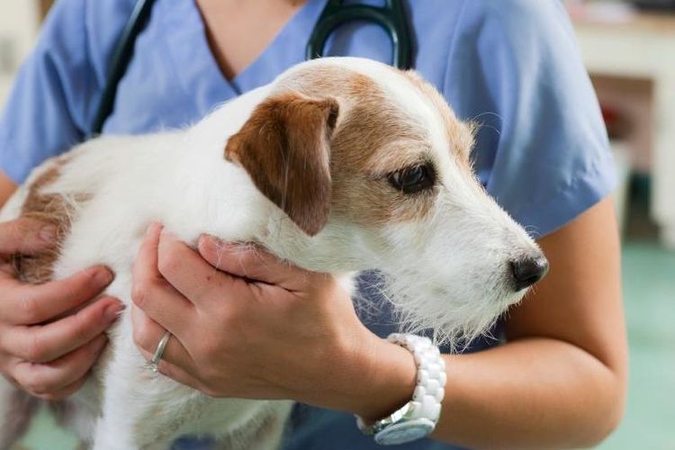 Clamidiosis en perros
