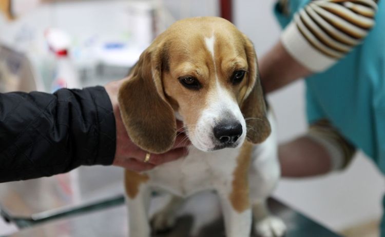 Clamidiosis en perros