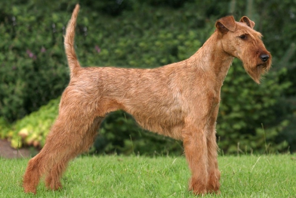 Irish Terrier