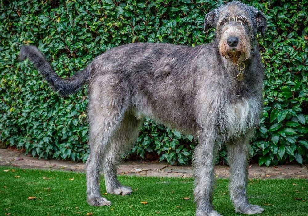 Irish Wolfhound