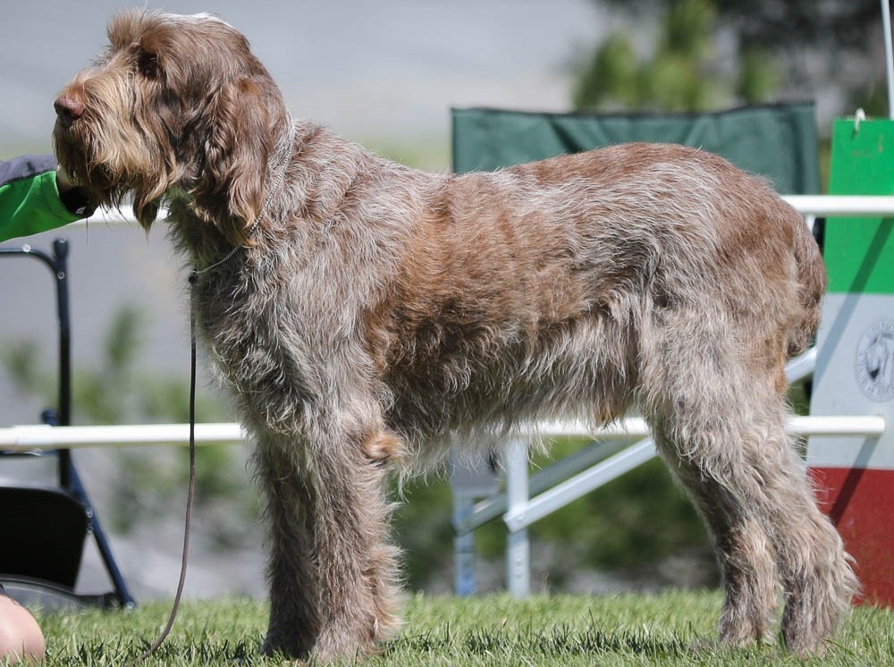 Spinone italiano