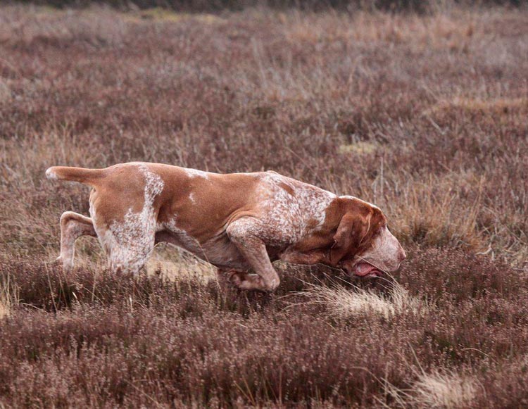 Italienischer Bracco – Vorstehhund