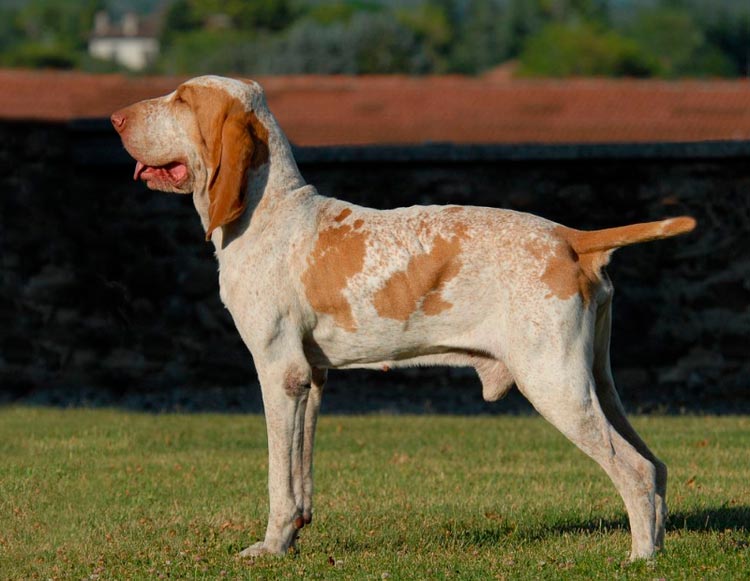 Hunderasse Italienischer Bracco