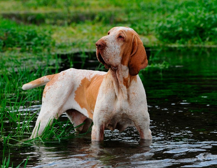 Hund der Rasse Italienischer Brakko