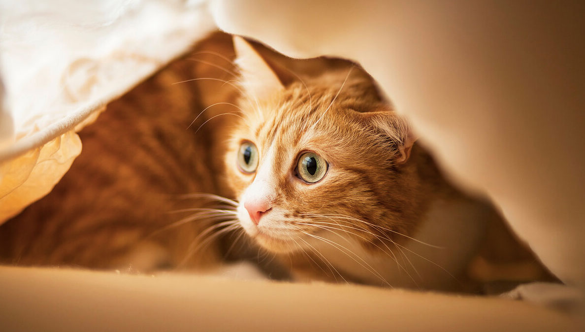 El gato se esconde en el nuevo hogar