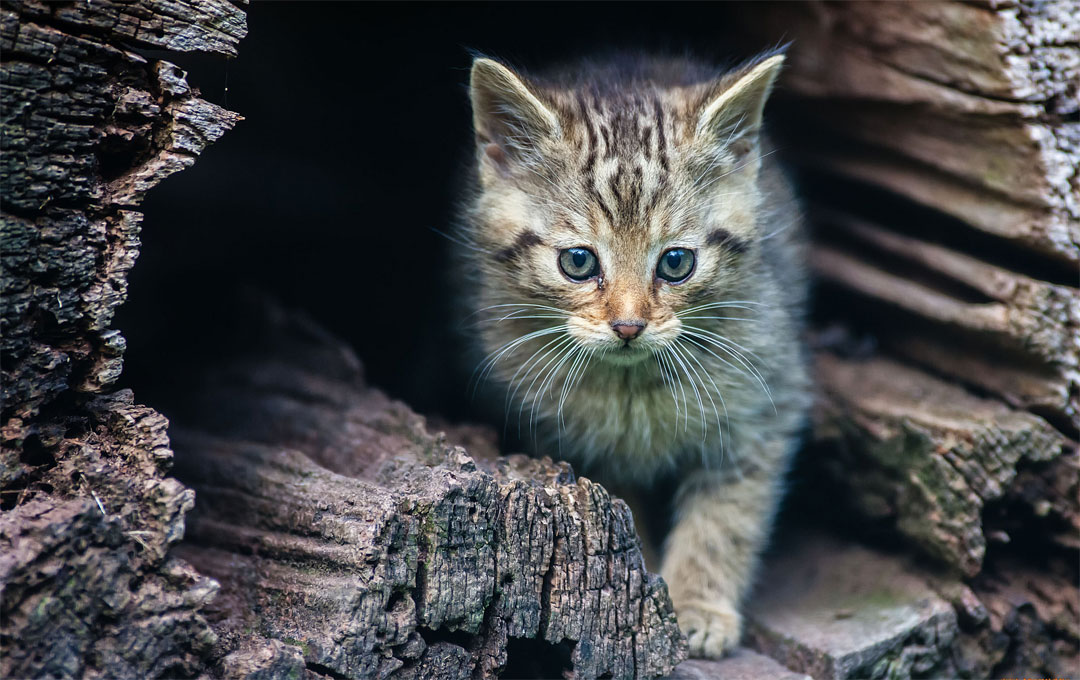 Cómo domesticar a un gatito callejero