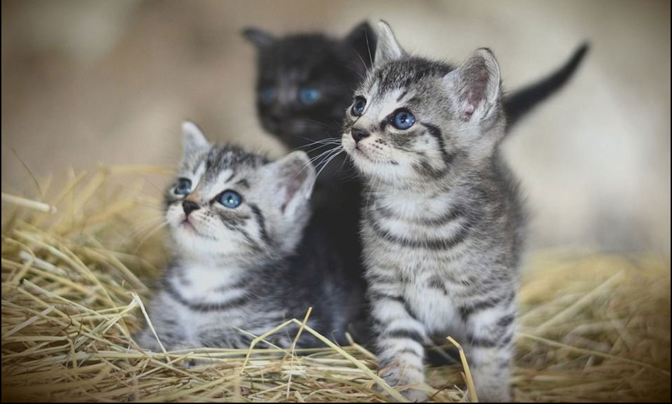 ¿Existen gatitos pequeños salvajes?