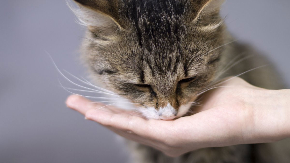 La gata come de la mano