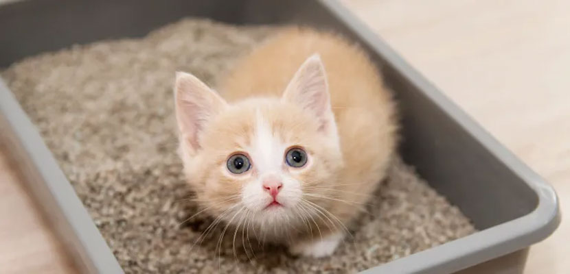 Cómo educar a un gatito salvaje a usar la bandeja de arena