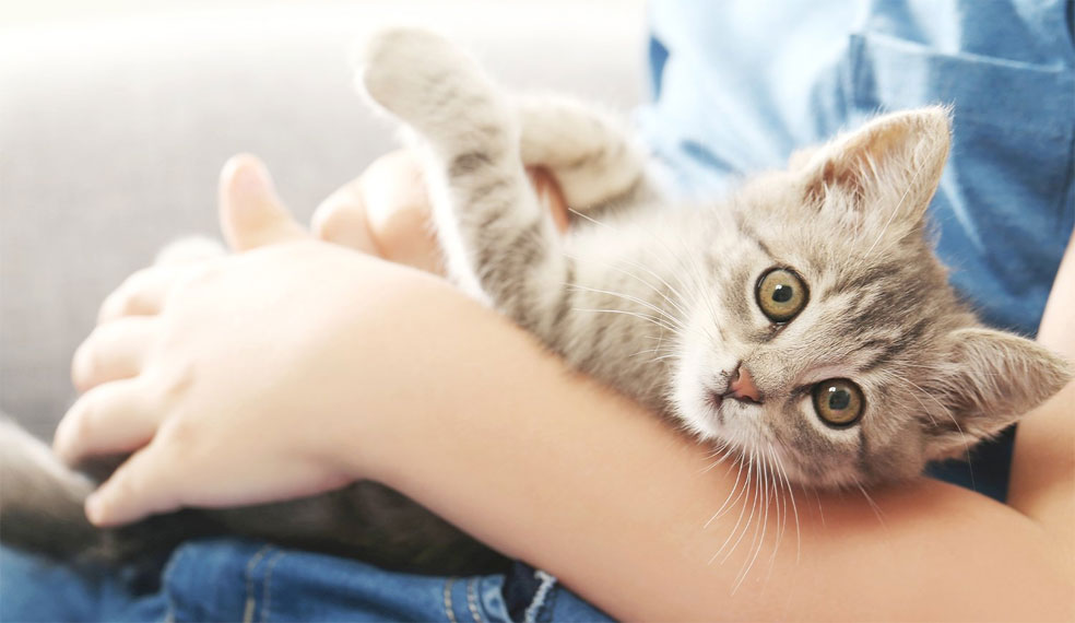 Cómo acostumbrar a un gatito a su nombre