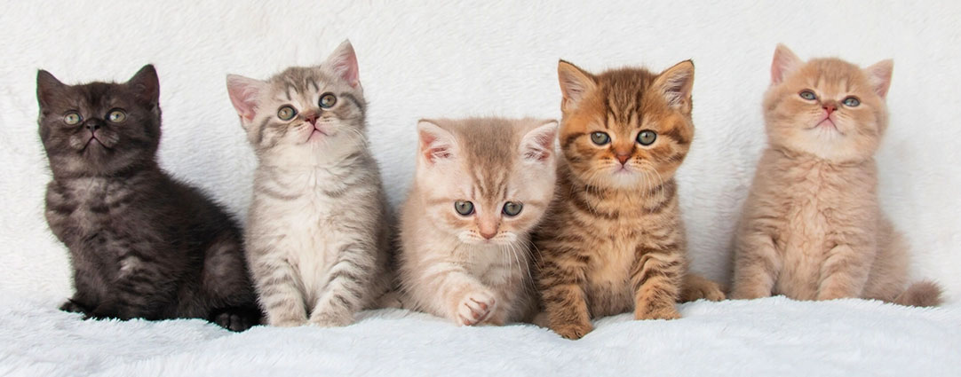 Nombre para un gatito: cómo elegir y acostumbrar rápidamente