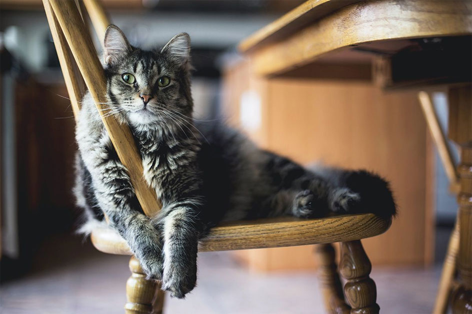 ¿Sabe el gato cómo se llama?