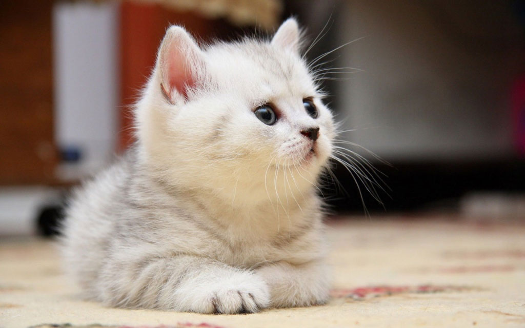 ¿A qué edad acostumbrar al gatito a su nombre?