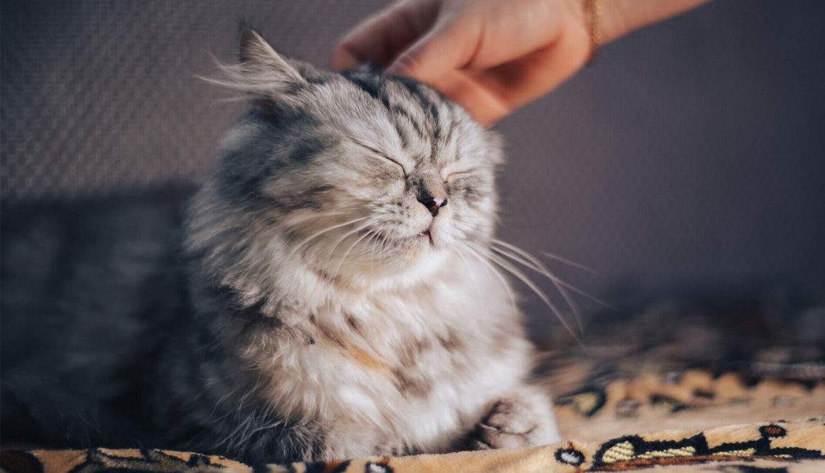 Educación del gato: acostumbrarlo a su nombre