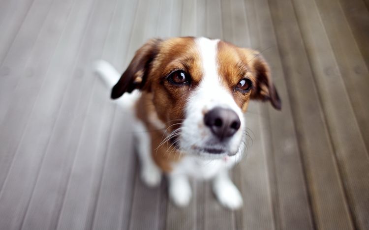 Jack Russell terrier