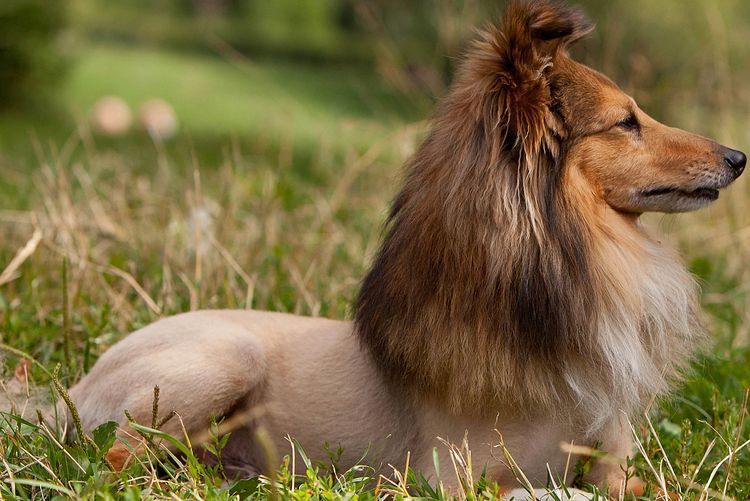Corte de pelo de un perro de raza sheltie
